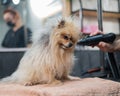 A woman dries a Pomeranian with a hair dryer after washing in a grooming salon. Royalty Free Stock Photo