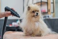 A woman dries a Pomeranian with a hair dryer after washing in a grooming salon. Royalty Free Stock Photo