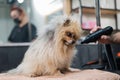 A woman dries a Pomeranian with a hair dryer after washing in a grooming salon.