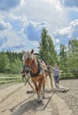 Woman driving with horse driven field plough