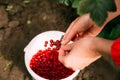 Woman Drops A Redcurrant Red Currant Berries In A Bucket During Royalty Free Stock Photo