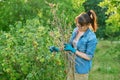 Woman with dry branches of blackcurrant bushes, pruning shears in garden Royalty Free Stock Photo