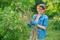 Woman with dry branches of blackcurrant bushes, pruning shears in garden Royalty Free Stock Photo