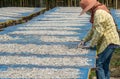 The woman is drying the anchovies under the sun and prepare for Royalty Free Stock Photo