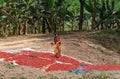 Woman drying chili peppers in Myanmar