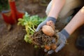 Woman dug up and shows potatoes grown in her garden