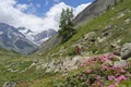 Woman on e mountain bike in the Valais alps near Zermatt, Switzerland Royalty Free Stock Photo
