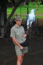 Woman with eagle in Australian Zoo Royalty Free Stock Photo