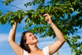 Woman eating cherries in summer