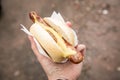 Woman eating typical grilled German Bratwurst sausage street food with bread roll bun and mustard on the go Royalty Free Stock Photo