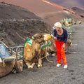 Woman ejnjoys looking to camels for a camel ride Royalty Free Stock Photo