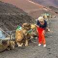 Woman ejnjoys looking to camels for a camel ride Royalty Free Stock Photo