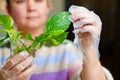 a woman is engaged in rooting and growing indoor plants. Scindapsus golden.