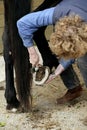 Woman with English Thoroughbred Horse, Cleaning Hoof, Picking out Horse Foot