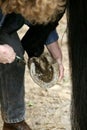 Woman with English Thoroughbred Horse, Cleaning Hoof, Picking out Horse Foot