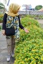 A woman enjoy Tagetes erecta flower garden.