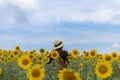 Woman is enjoy traveling inside sunflower field plantation