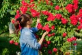 Woman enjoying a blooming rose bush in her backyard Royalty Free Stock Photo