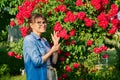 Woman enjoying a blooming rose bush in her backyard Royalty Free Stock Photo