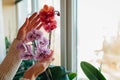 Woman enjoys orchid flowers on window sill. Girl taking care of home plants. Asian coral and Andorra blooming Royalty Free Stock Photo