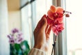 Woman enjoys orchid flowers on window sill. Girl taking care of home plants. Asian coral or Narnonne blooming Royalty Free Stock Photo