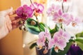 Woman enjoys orchid flowers on window sill. Girl taking care of home plants. White, purple, pink, yellow blooms Royalty Free Stock Photo