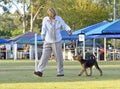 Woman exhibitor walking Airedale Terrier puppy in dog show ring Royalty Free Stock Photo