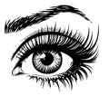 Woman eye isolated on white background hand drawn sketch Vector illustration