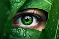 Woman eye peeping through lush green foliage with rain drops. Environment adventure psychology Royalty Free Stock Photo