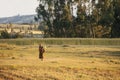 Woman and farm, Ethiopia Royalty Free Stock Photo