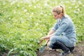 Woman farm worker caring for the growing crop