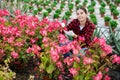Woman farm worker carring for pink begonia