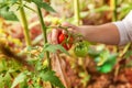 Woman farm worker hands with basket picking fresh ripe organic tomatoes