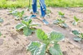 Woman farmer with backpack manual sprayer protecting young cabbage plants