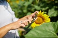 Woman farmer, bussineswoman hold tablet make sales online on field Organic sunflowers Royalty Free Stock Photo