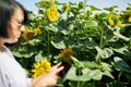 Woman farmer, bussineswoman hold tablet make sales online on field Organic sunflowers Royalty Free Stock Photo