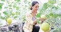 Woman farmer check melon quality in greenhouse