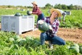 Woman farmer checking watermelon ripeness, thumping rind