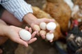 Woman farmer collecting fresh organic eggs on chicken farm. Floor cage free chickens is trend of modern poultry farming. Local Royalty Free Stock Photo