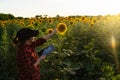 Woman Farmer With A Digital Tablet At Sunflower Field At Sunset