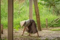 Woman farmer on filed.