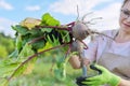 Woman farmer with fresh beets at farm, beetroots with leaf Royalty Free Stock Photo