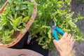 Woman farmer gardener cuts basil with pruner, leaves in basket Royalty Free Stock Photo
