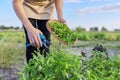 Woman farmer gardener cuts basil with pruner, leaves in basket Royalty Free Stock Photo