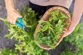 Woman farmer gardener cuts basil with pruner, leaves in basket Royalty Free Stock Photo