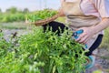 Woman farmer gardener cuts basil with pruner, leaves in basket Royalty Free Stock Photo