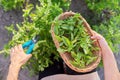 Woman farmer gardener cuts basil with pruner, leaves in basket Royalty Free Stock Photo