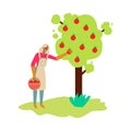 Woman, farmer or gardener harvesting apples sketch vector illustration isolated.