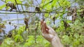 Female farmer hand holding dried up plant close-up shot. Woman agronomist touches wizened leaves observing harvest loss