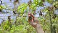 Female farmer hand holding dried up plant close-up shot. Woman agronomist touches wizened leaves observing harvest loss